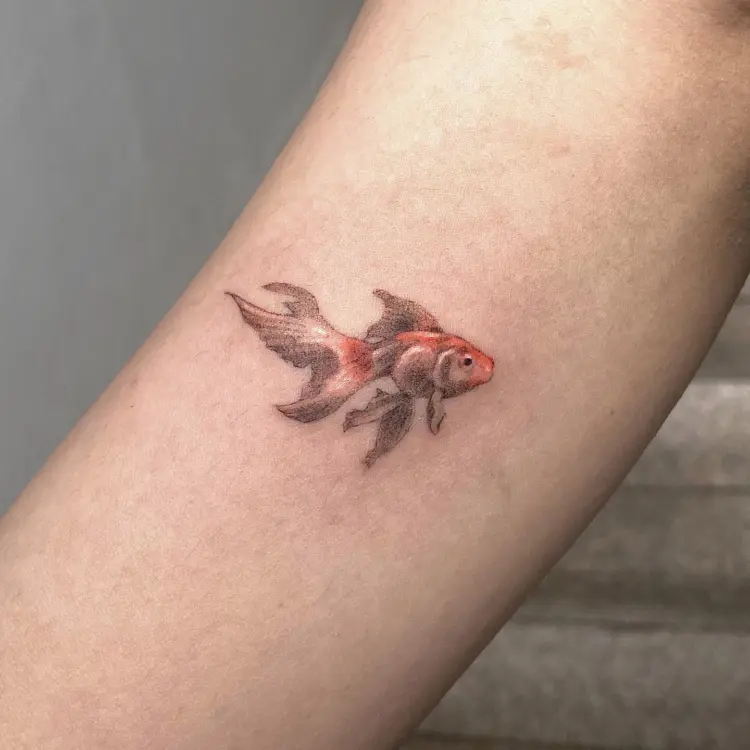 Animal