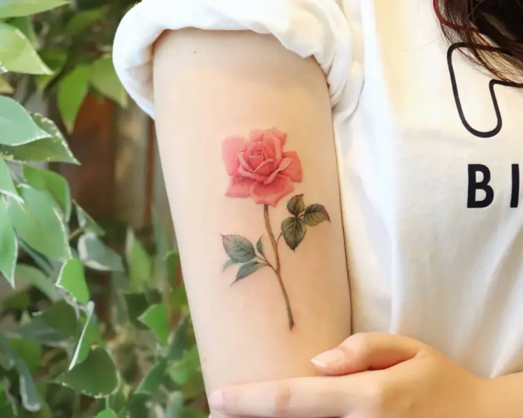 Flower, Rose