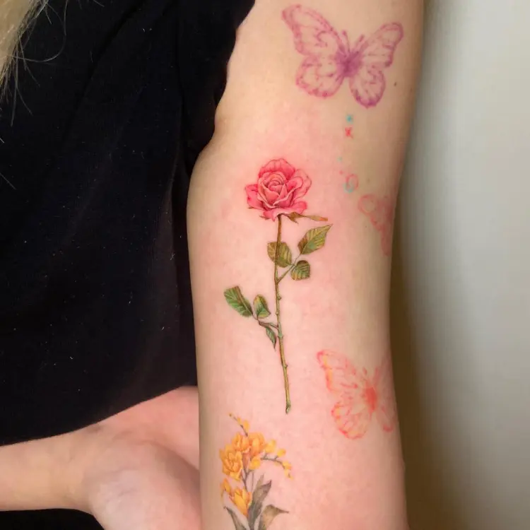 Rose, Nature, Flower