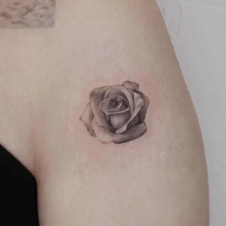 Flower, Rose