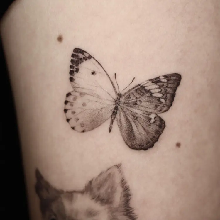 Nature, Animal