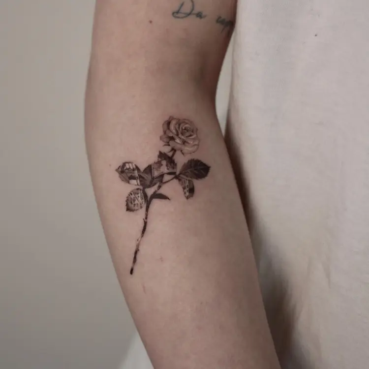 Flower, Rose