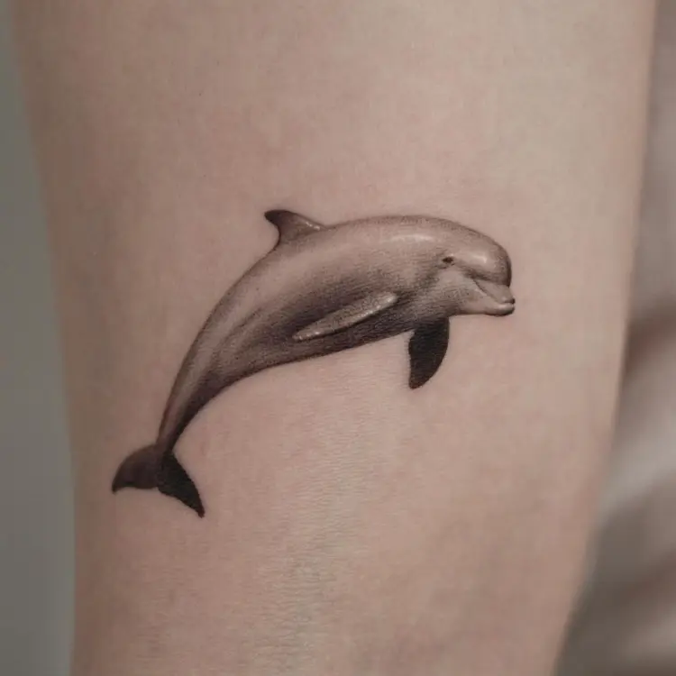 Animal, Nature