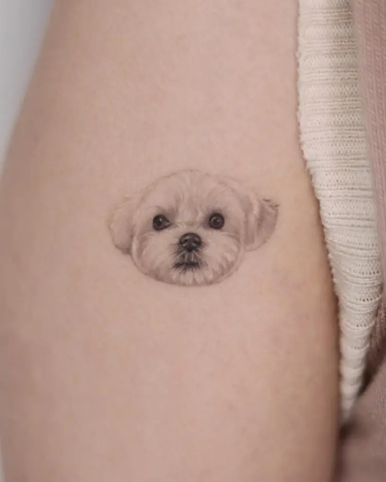 Animal