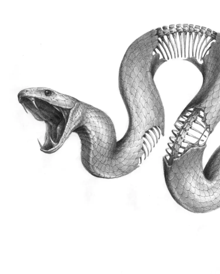 Snake, Animal