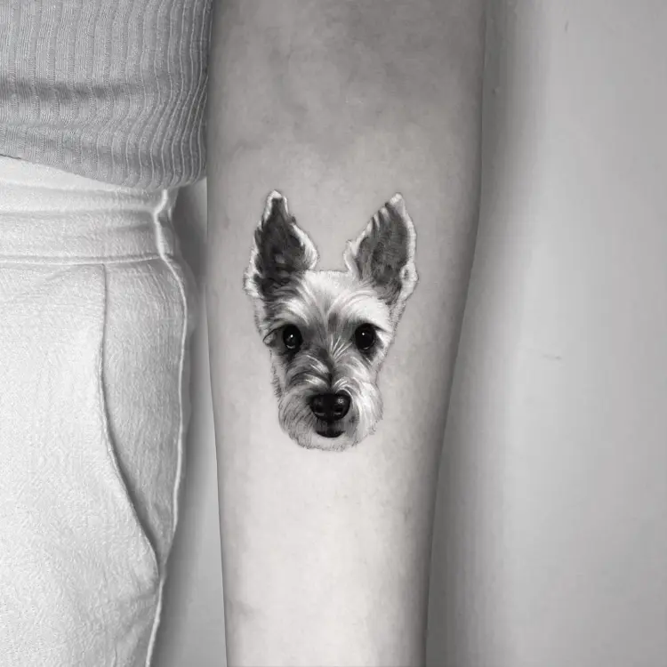 Animal