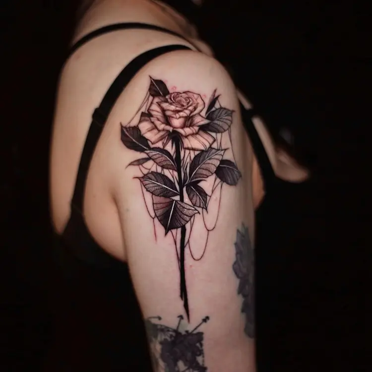 Flower, Rose, Nature