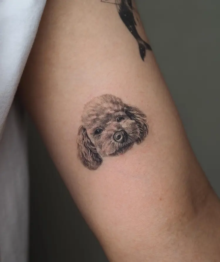 Animal