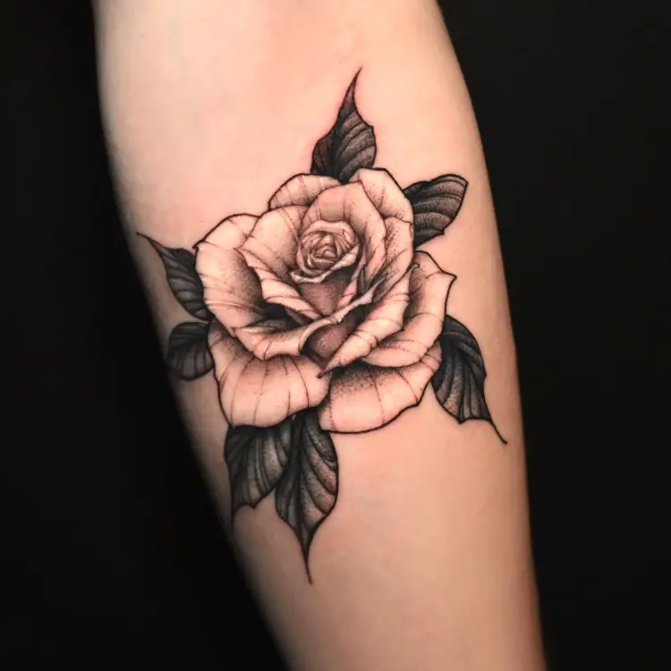 Flower, Rose