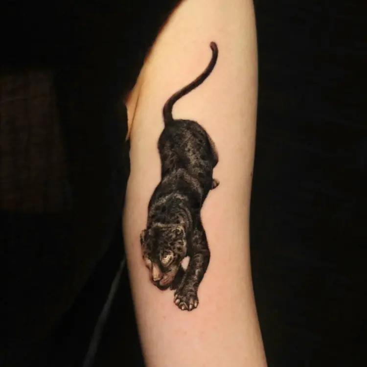 Animal