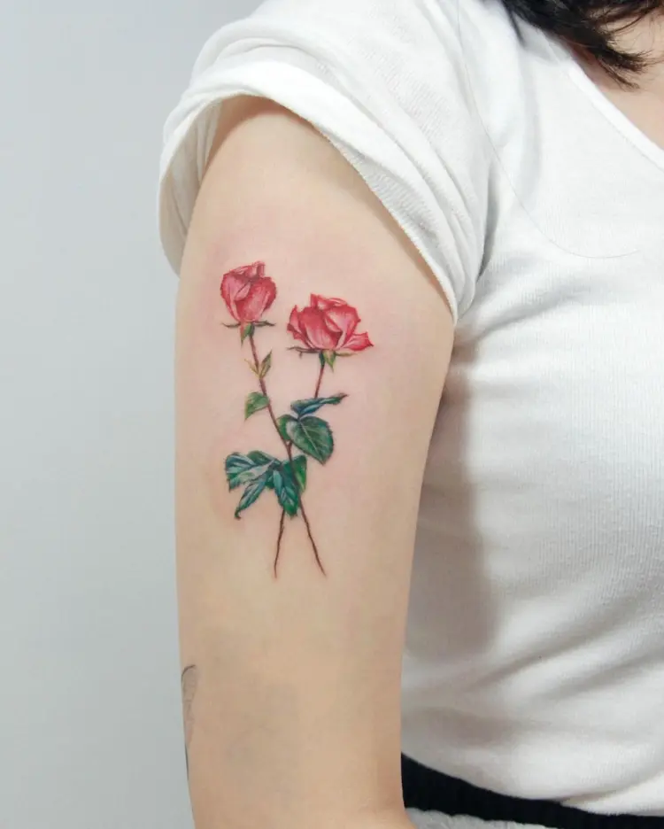 Flower, Rose, Nature