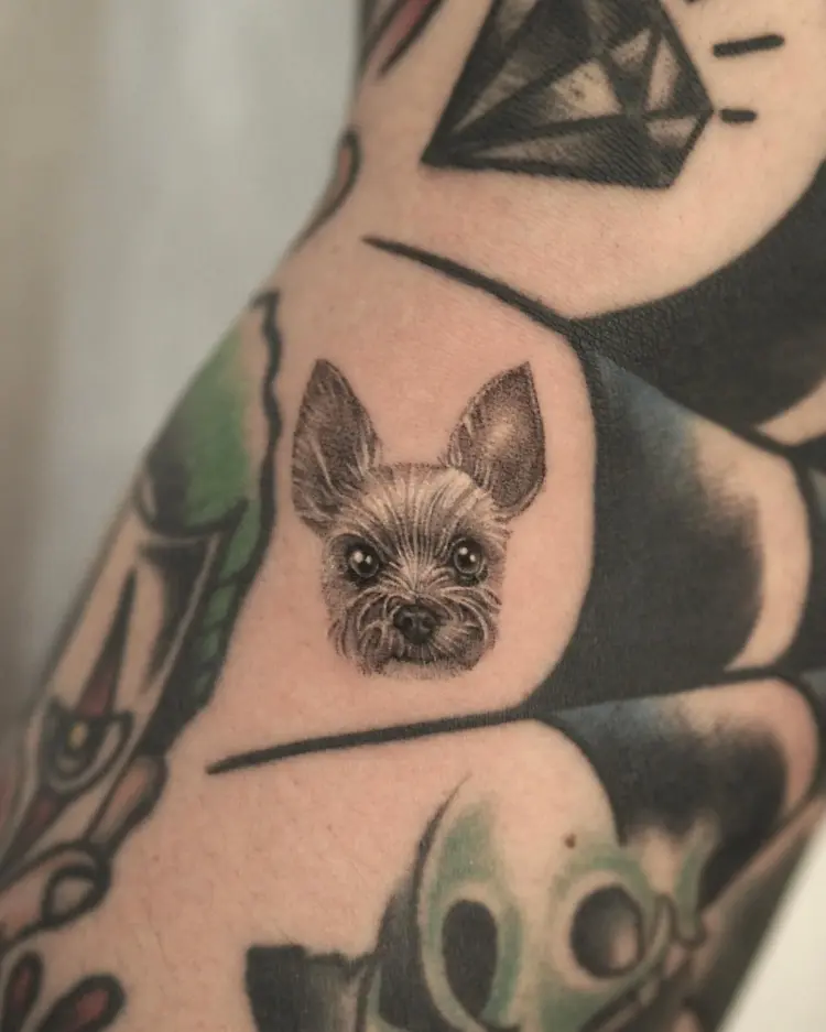 Animal