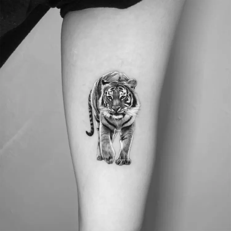 Tiger, Animal