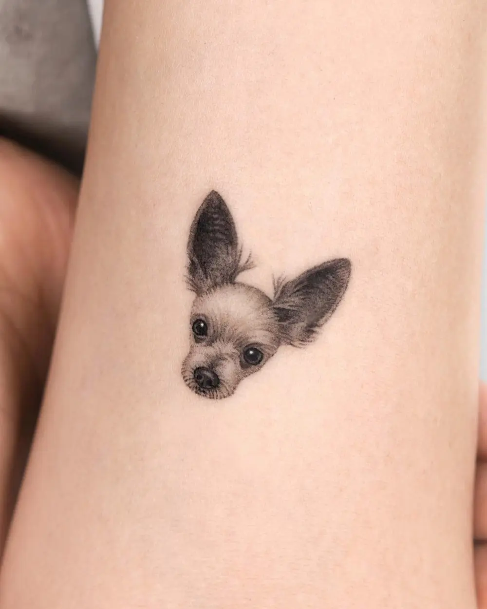 Animal