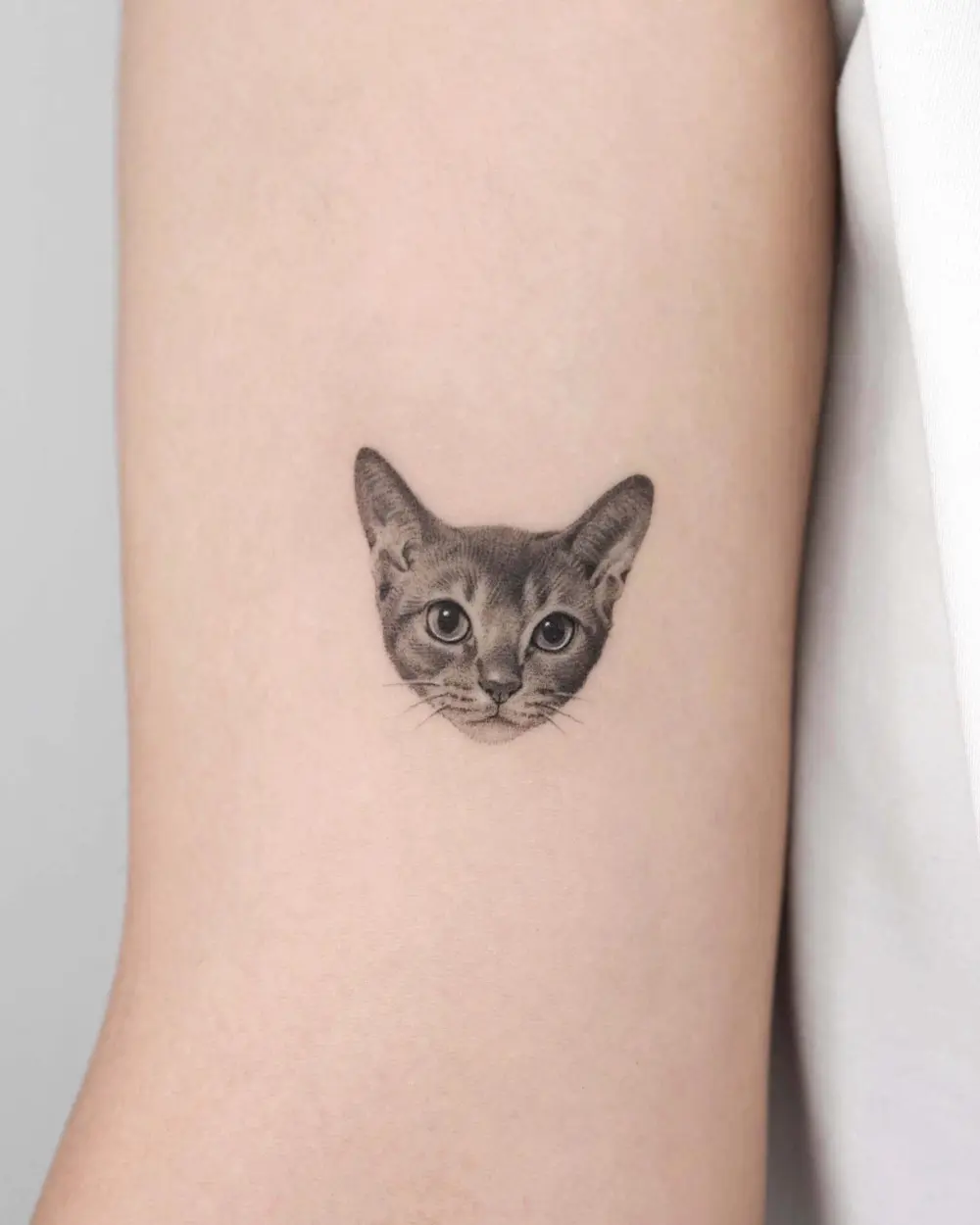 Animal