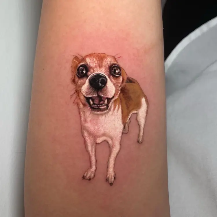 Animal