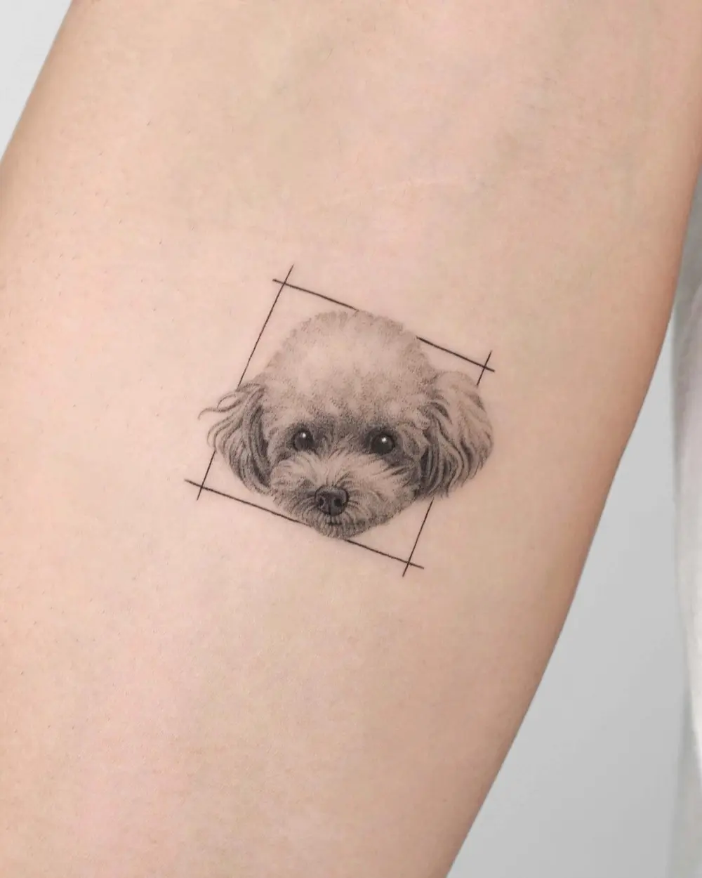 Animal, Mini
