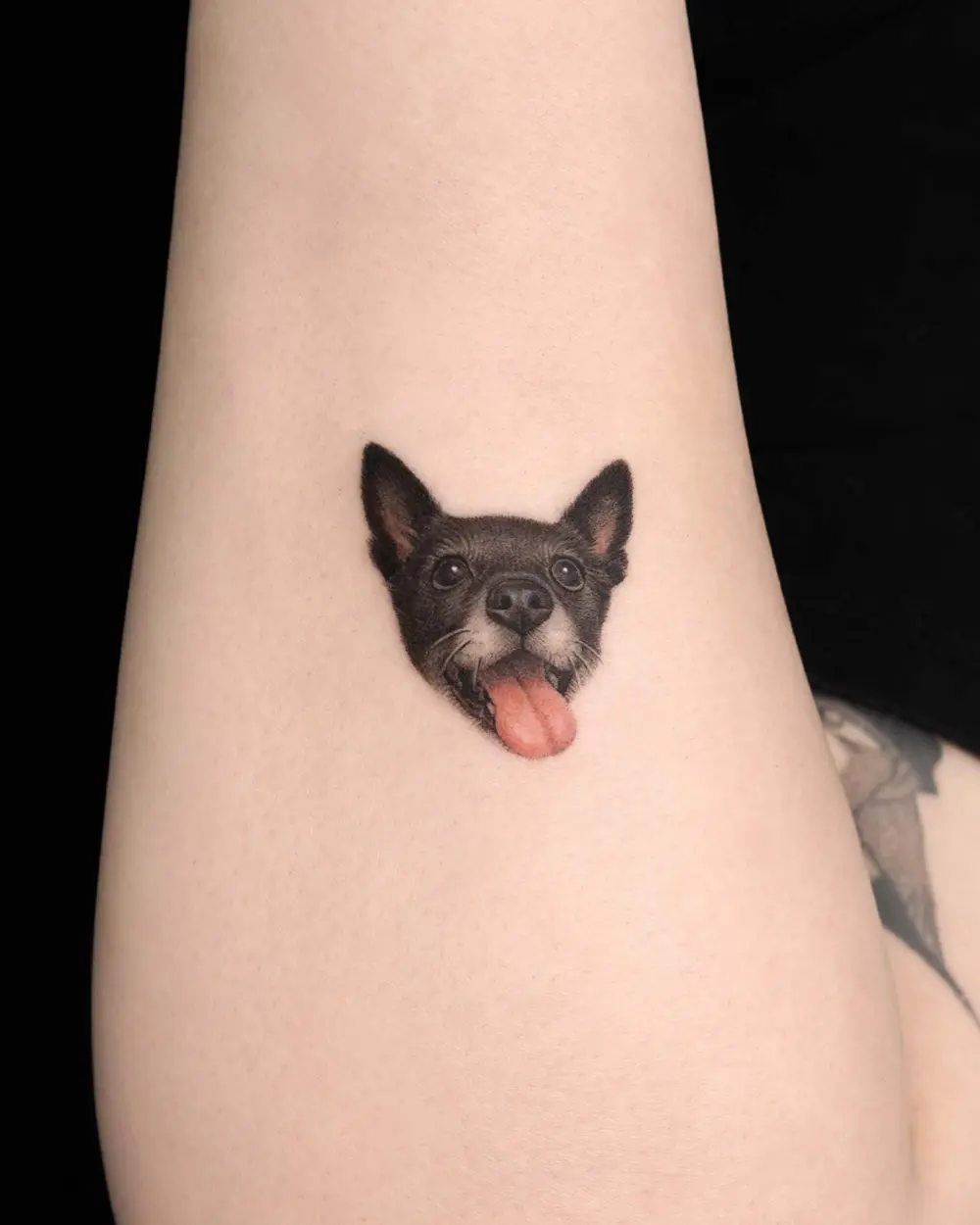 Animal