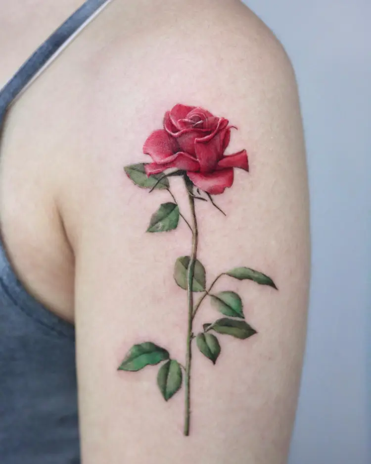 Flower, Rose, Nature