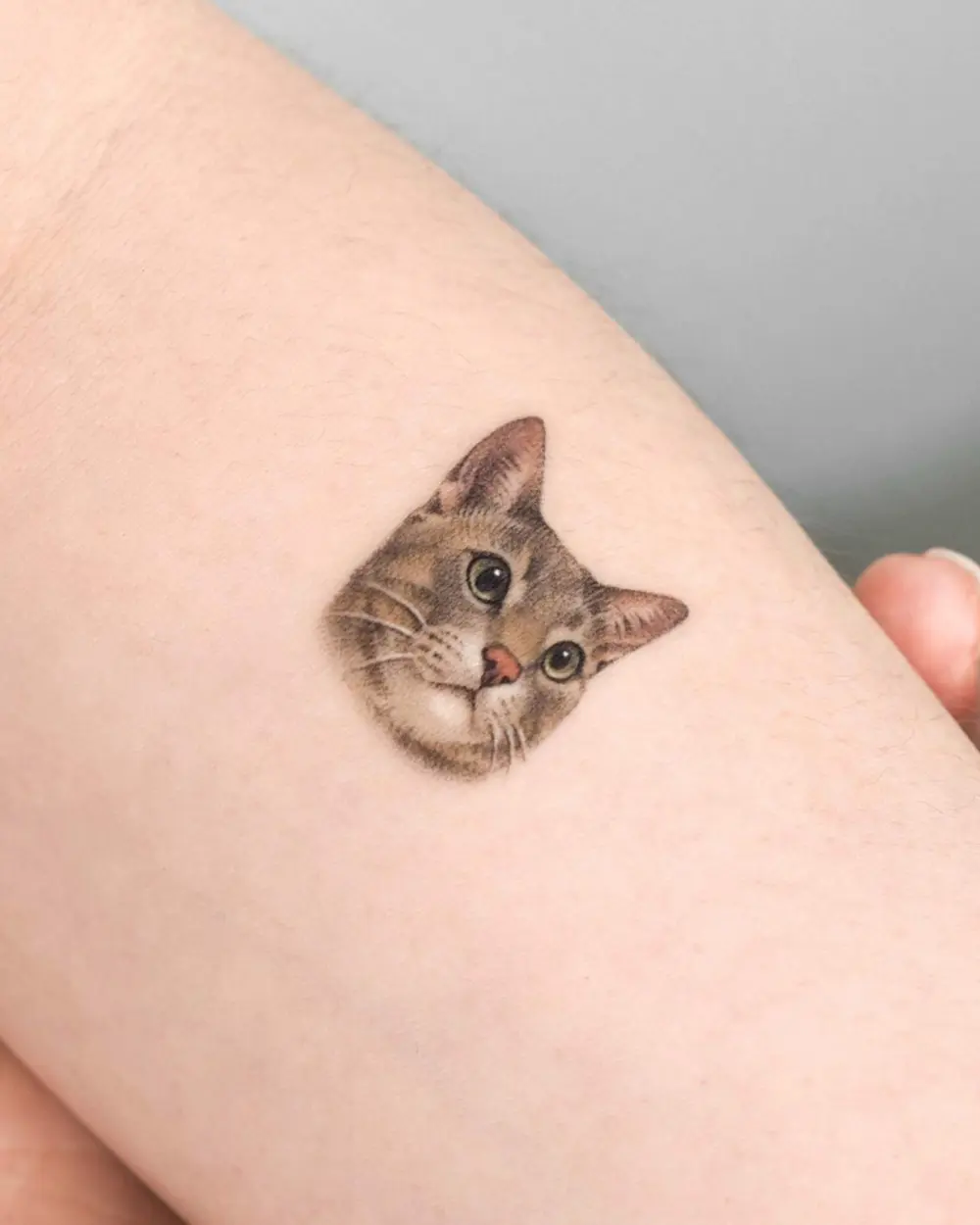 Animal