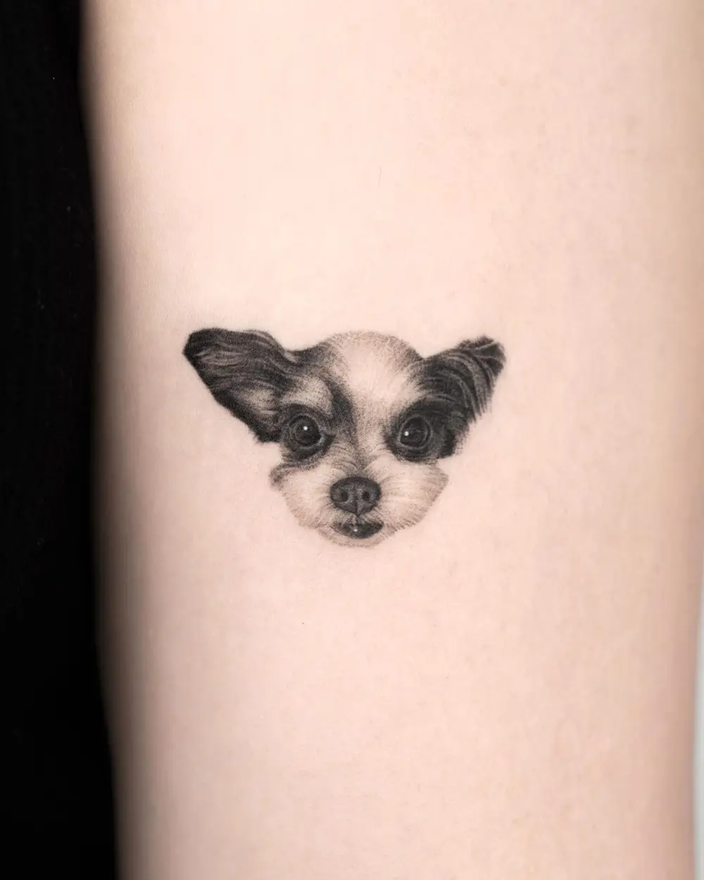 Animal