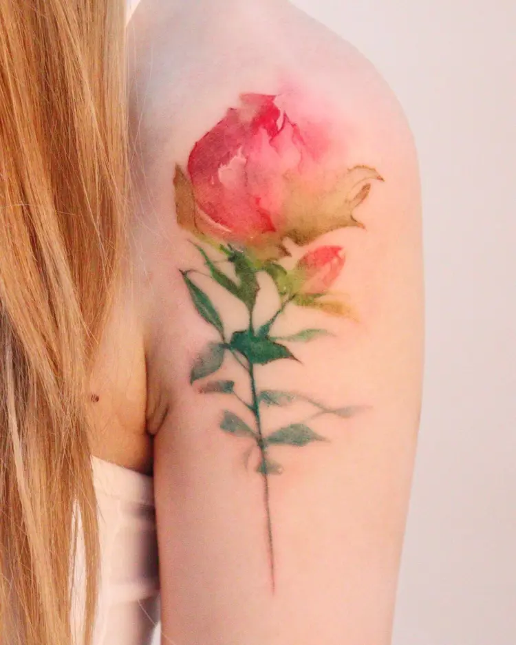 Flower, Rose, Nature