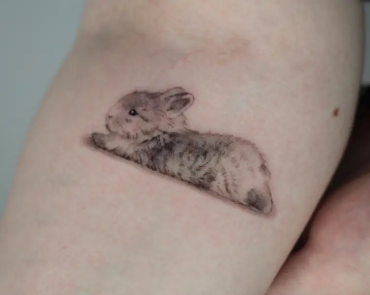 Animal