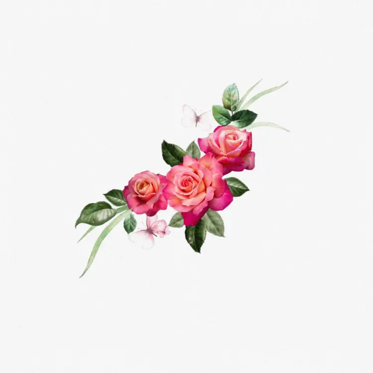 Flower, Rose, Nature