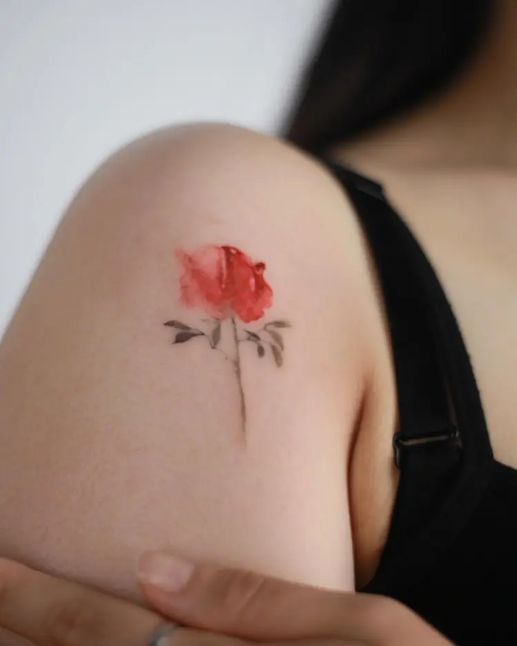 Flower, Rose, Nature