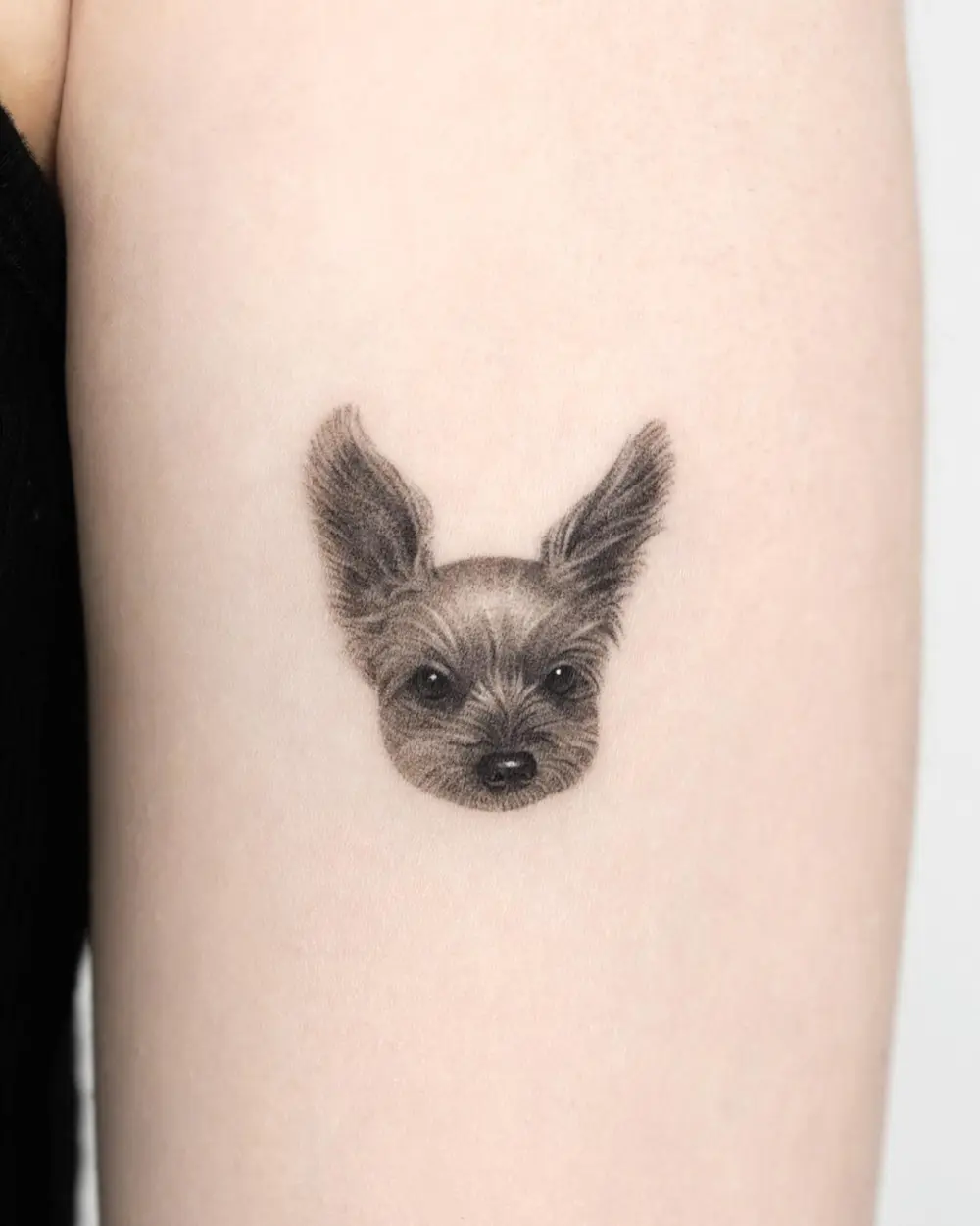 Animal