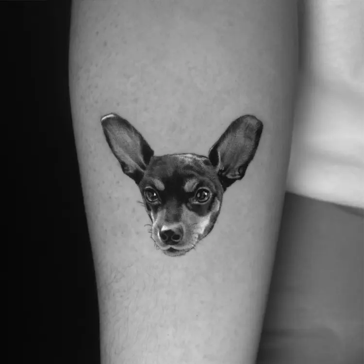 Animal