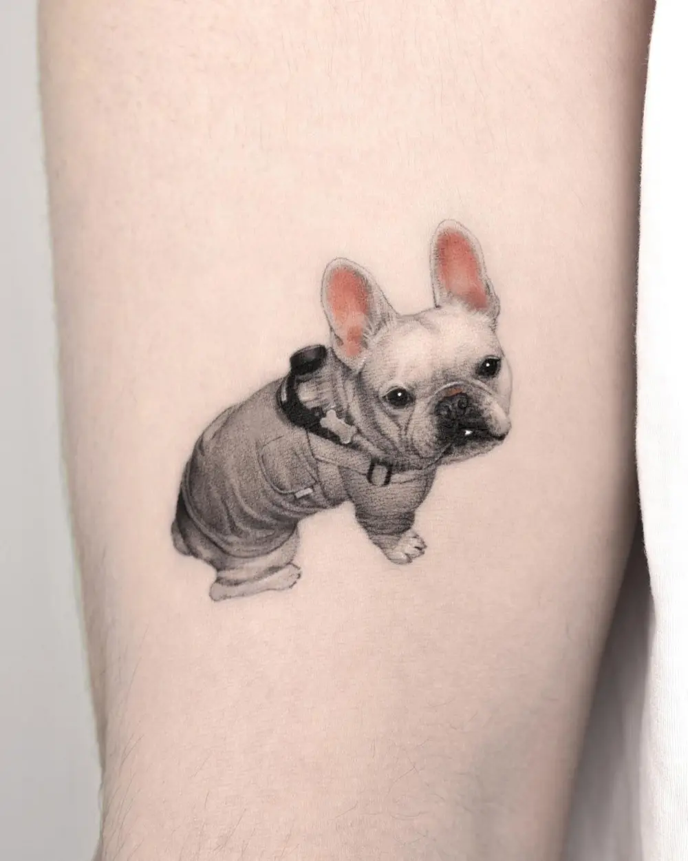 Animal