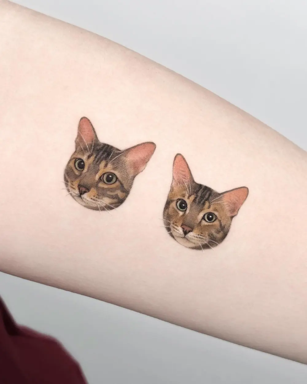 Animal