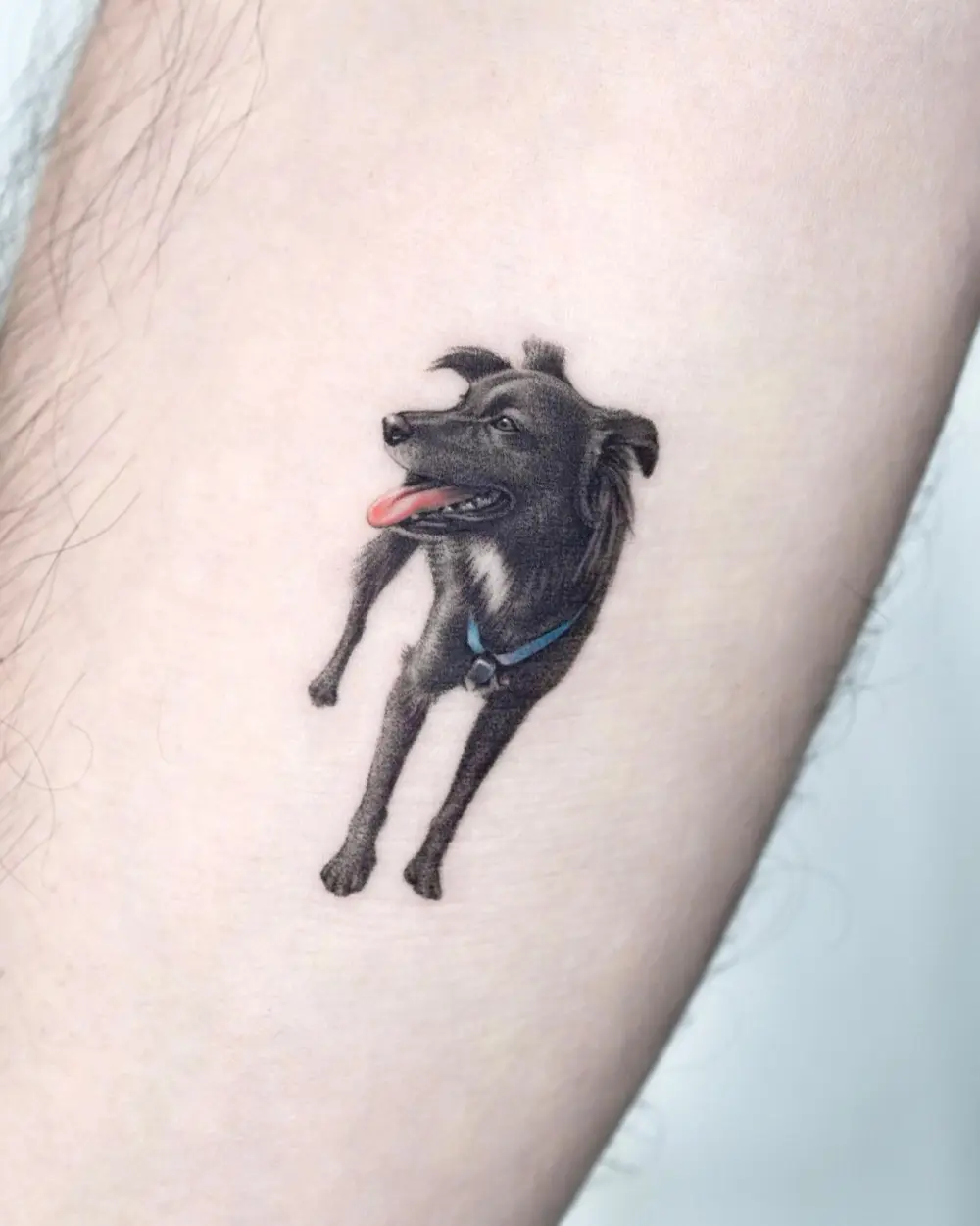 Animal