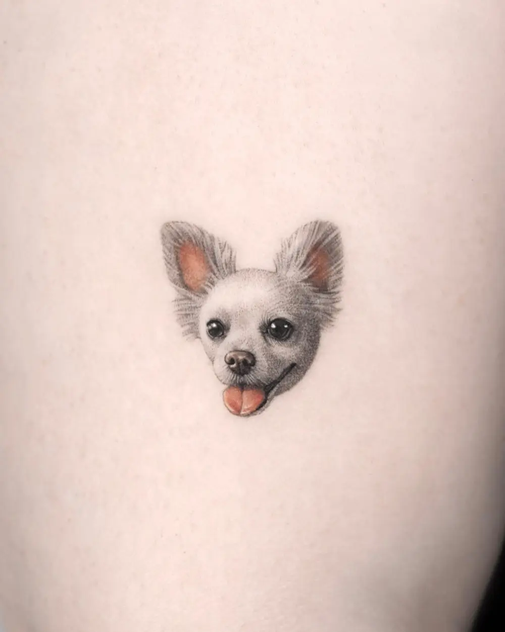 Animal