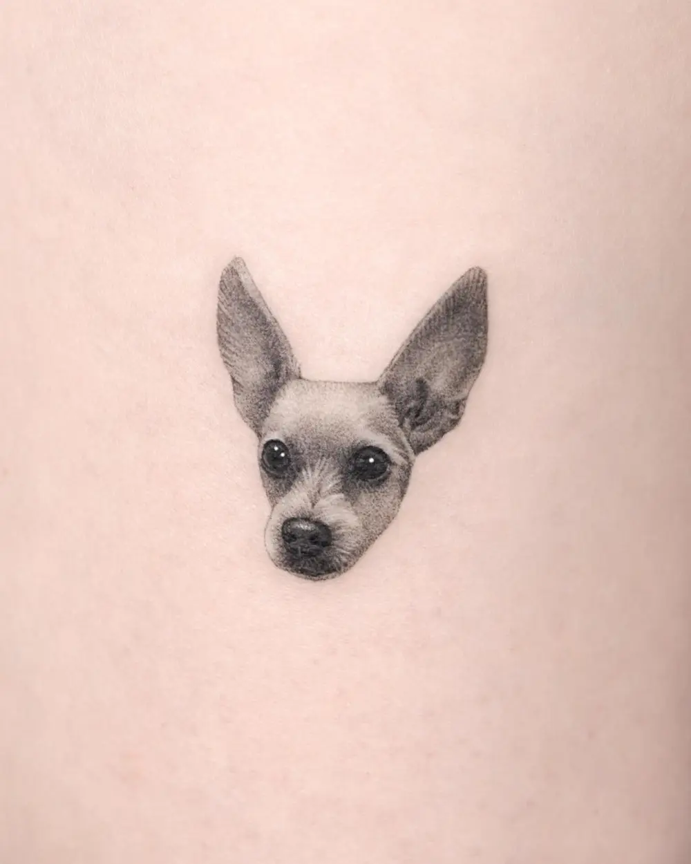Animal