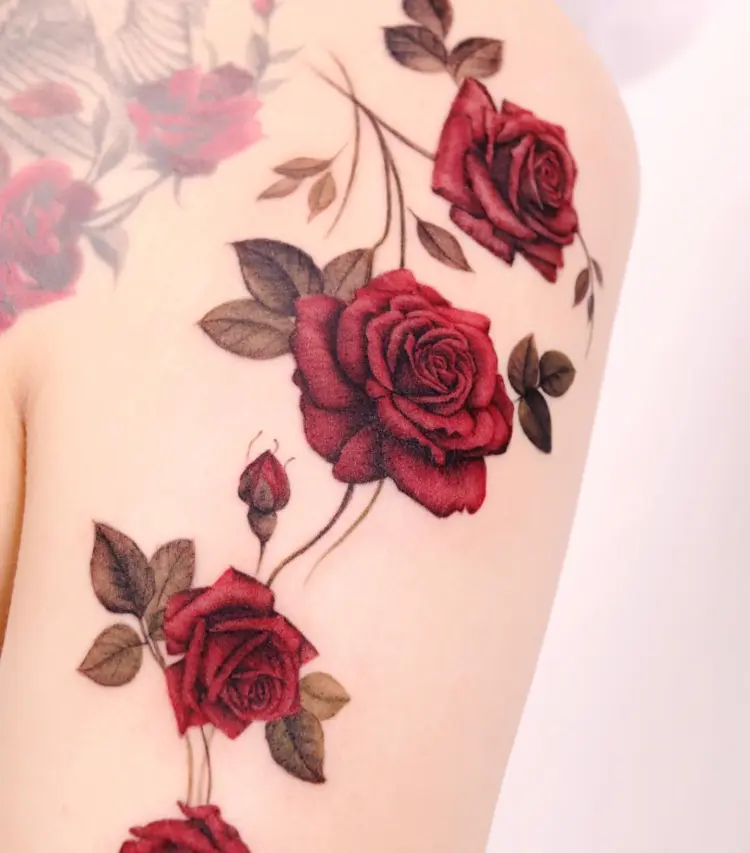 Rose, Nature, Flower
