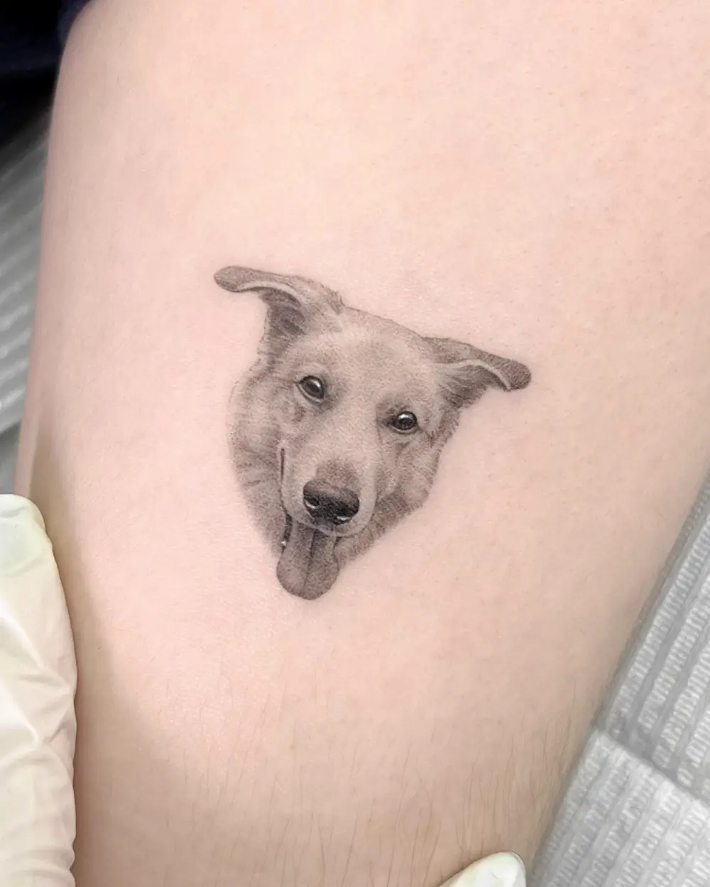 Animal