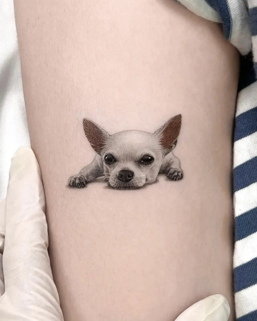Animal