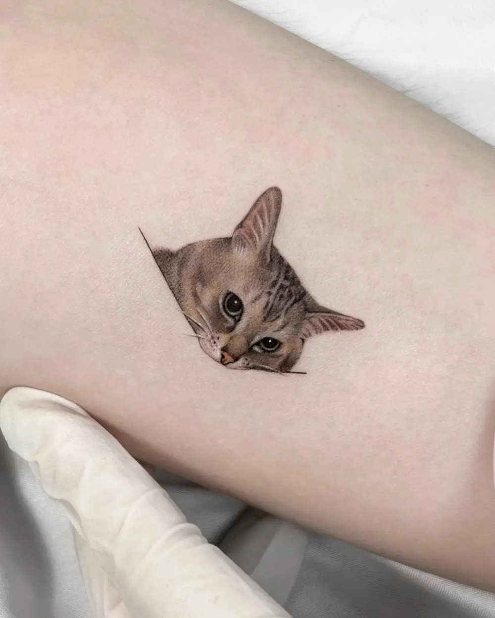 Animal