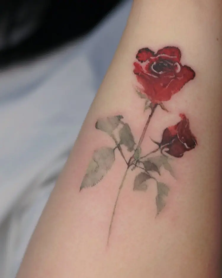 Flower, Rose, Nature