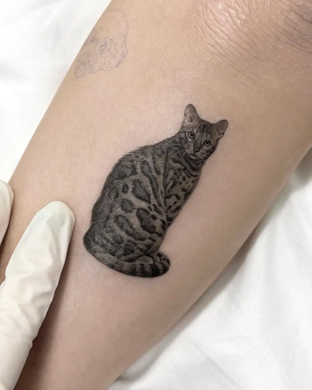 Animal