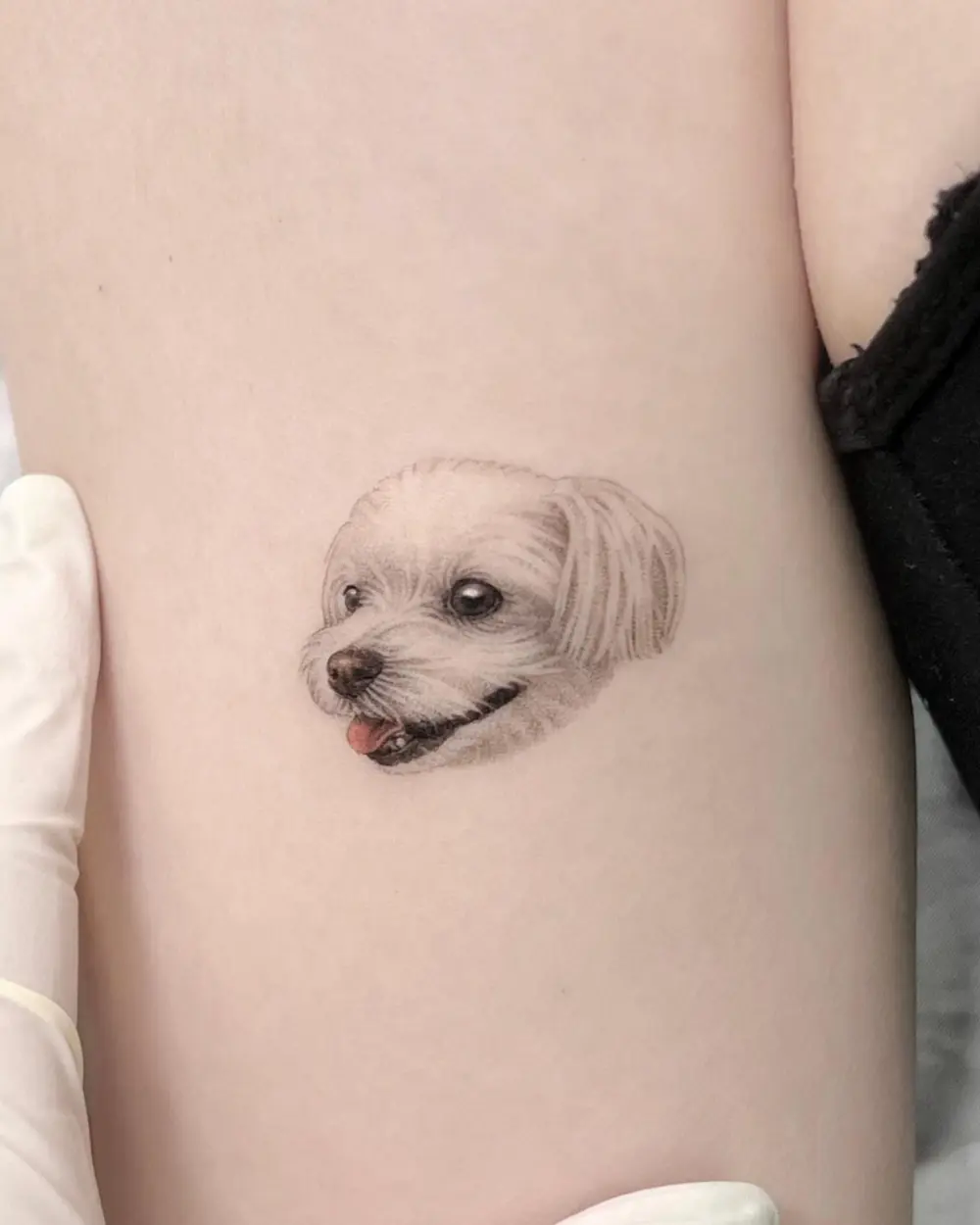 Animal