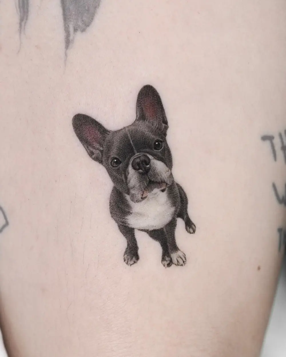 Animal
