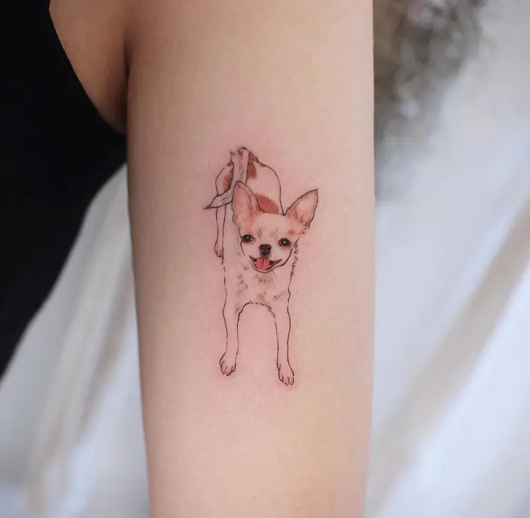 Animal