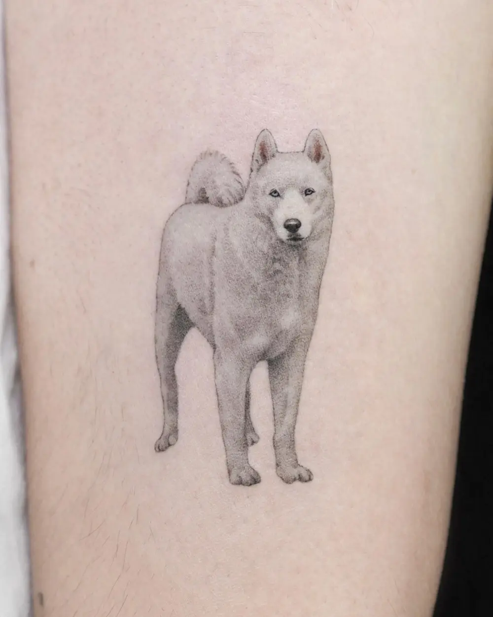 Animal