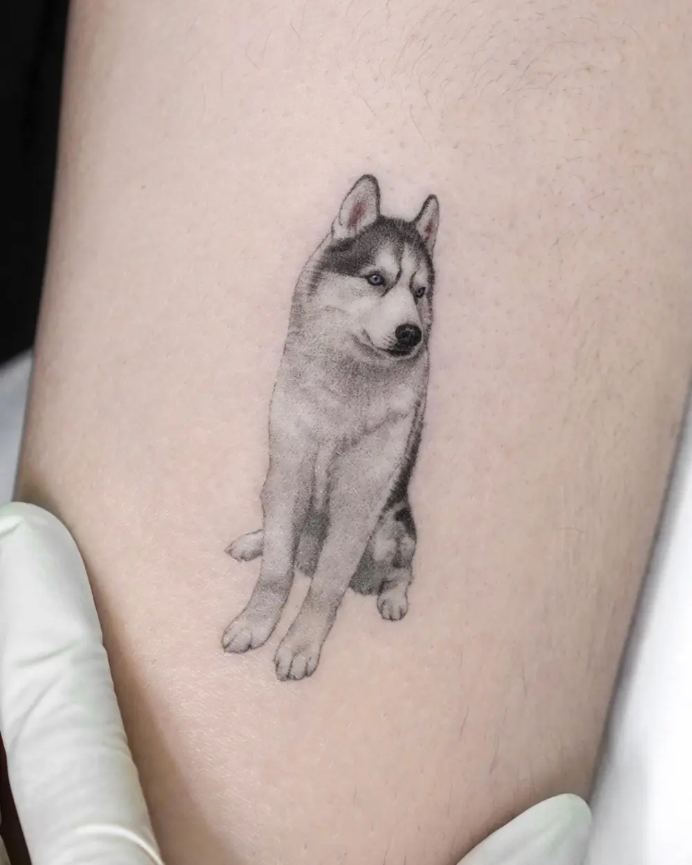 Animal