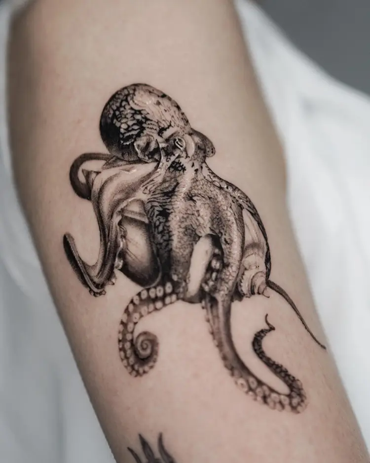 Animal