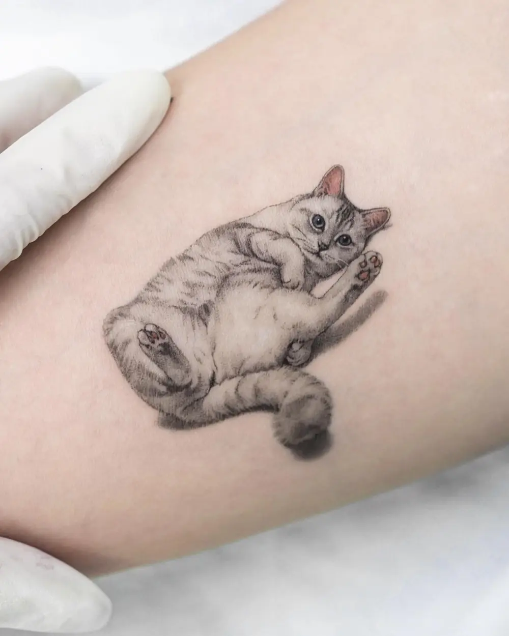 Animal