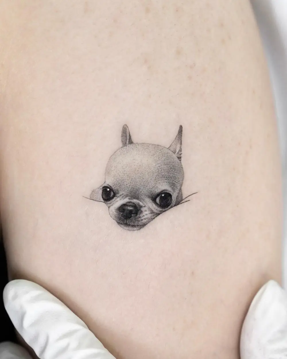 Animal